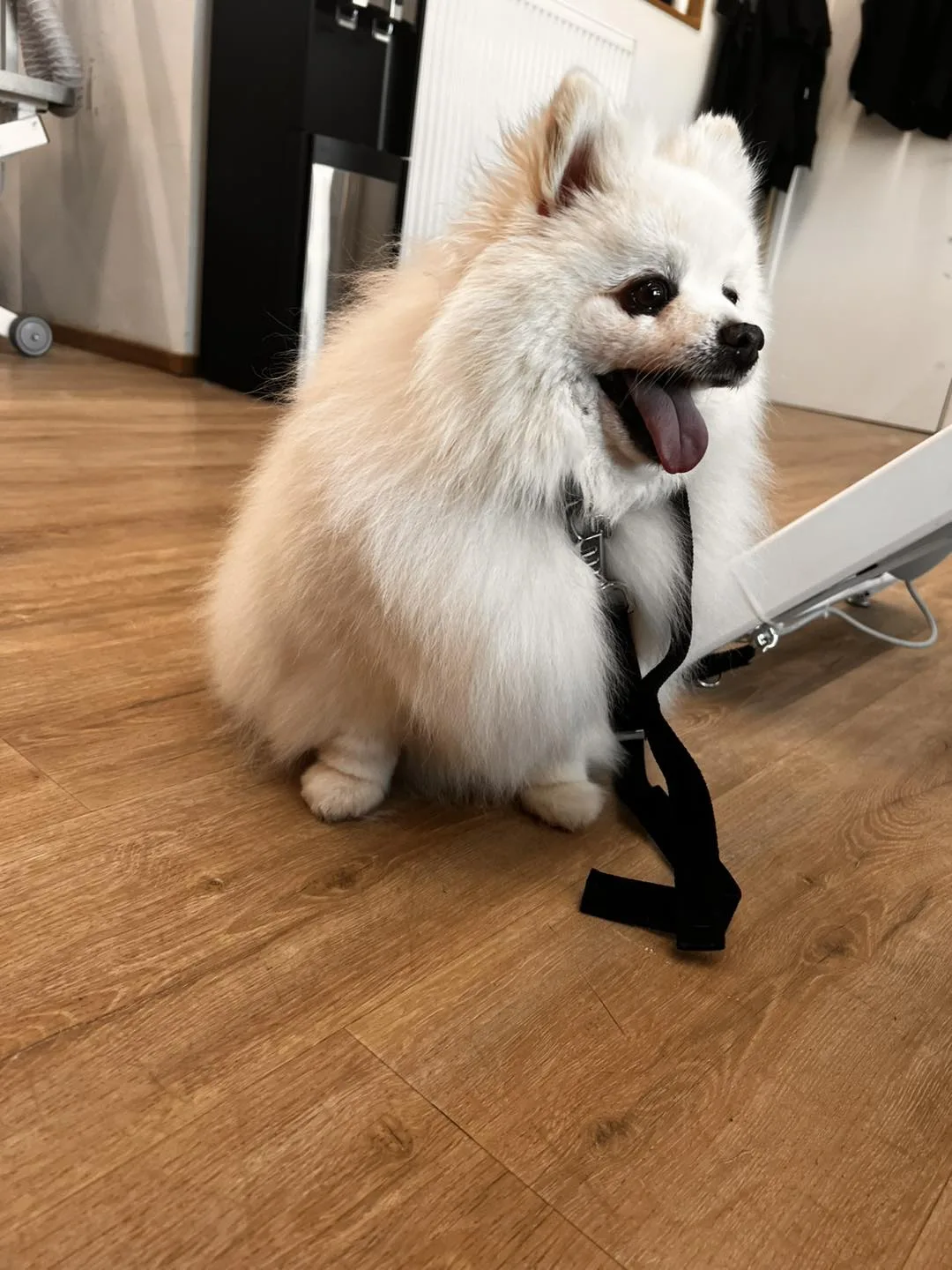 Schattige Pomeranian met tong